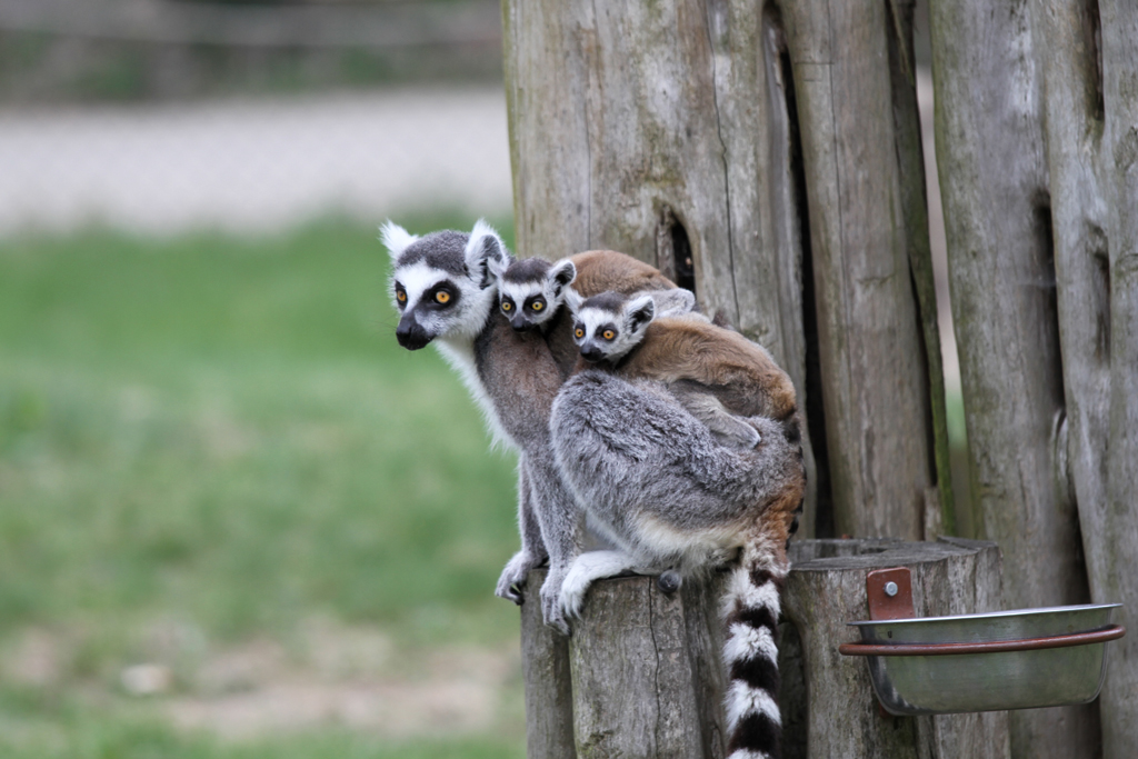 Kattamutter mit 2 Jungtieren im Tierpark Ueckermnde. - 17.04.2011