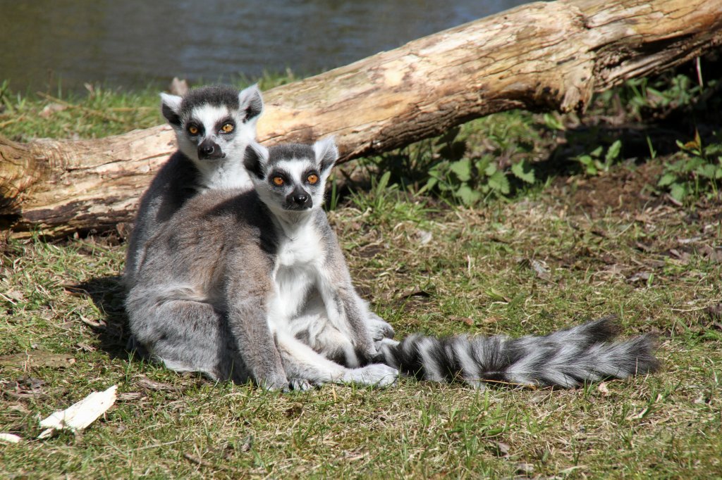 Kattas (Lemur catta) beim Sonnenbad im Tierpark Berlin.