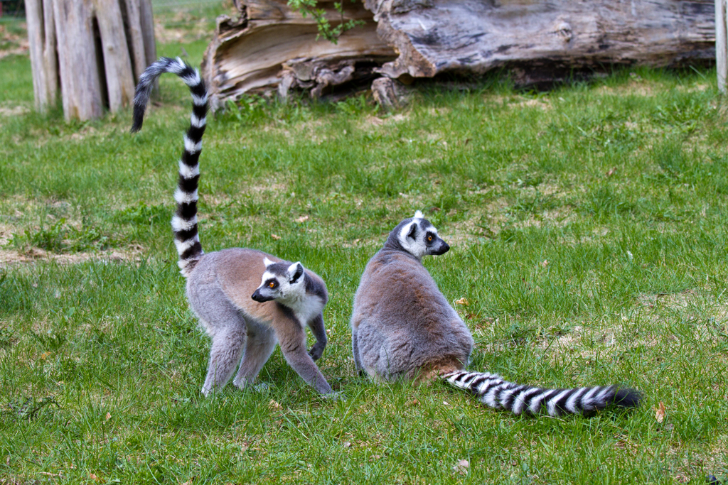 Katta's im Tierpark Ueckermnde. - 17.04.2011