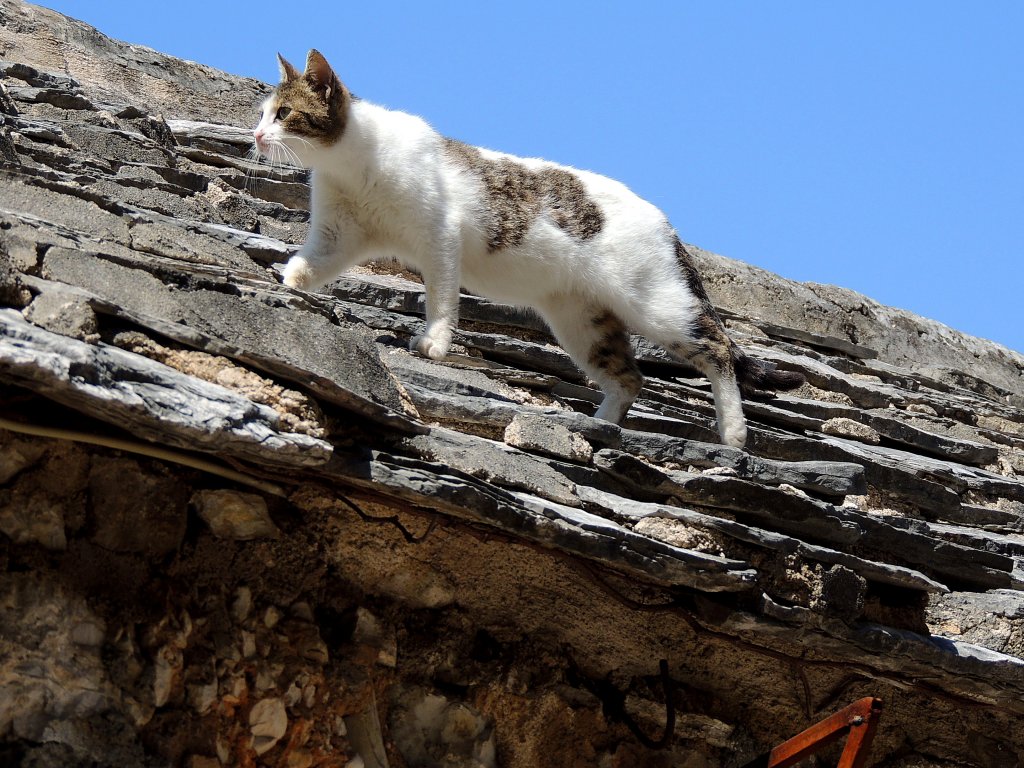 Katze schleicht ber die Steindcher von Mostar; 130424