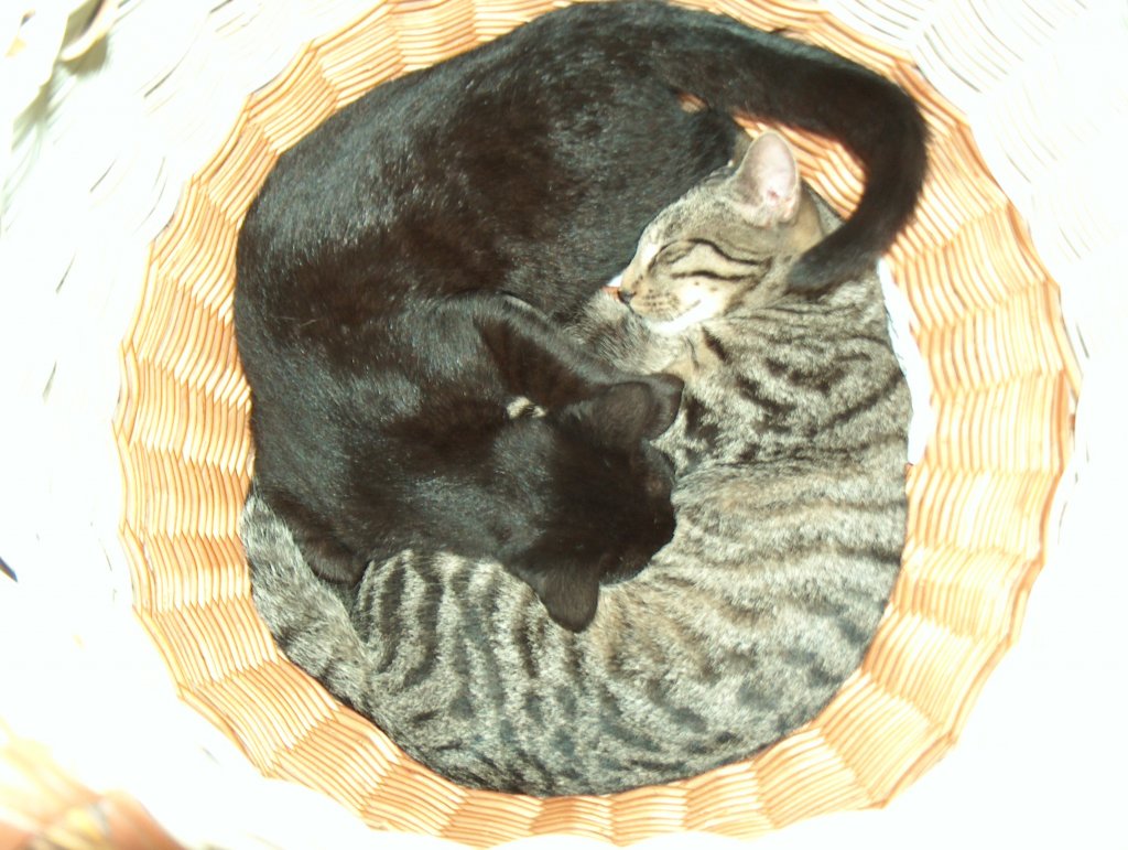 Katzen-Korb - mit Sammy und Sunny - Foto vom 23.08.2005
