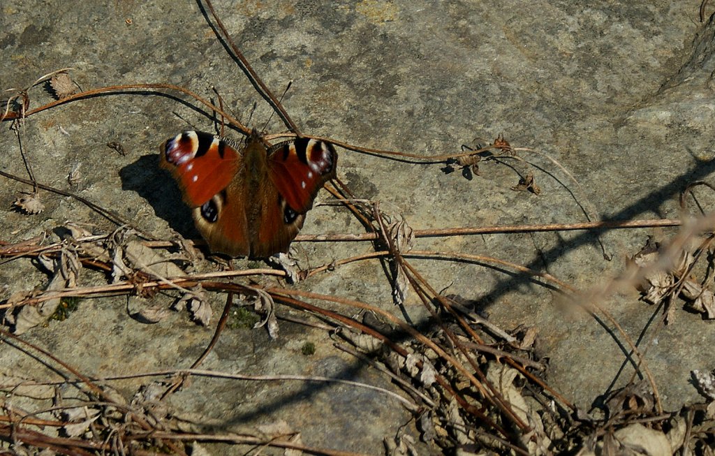 Kaum waren die ersten warmen Sonnenstrahlen zu spren sah ich den ersten Schmetterling in diesem Jahr.
(18.03.2010)