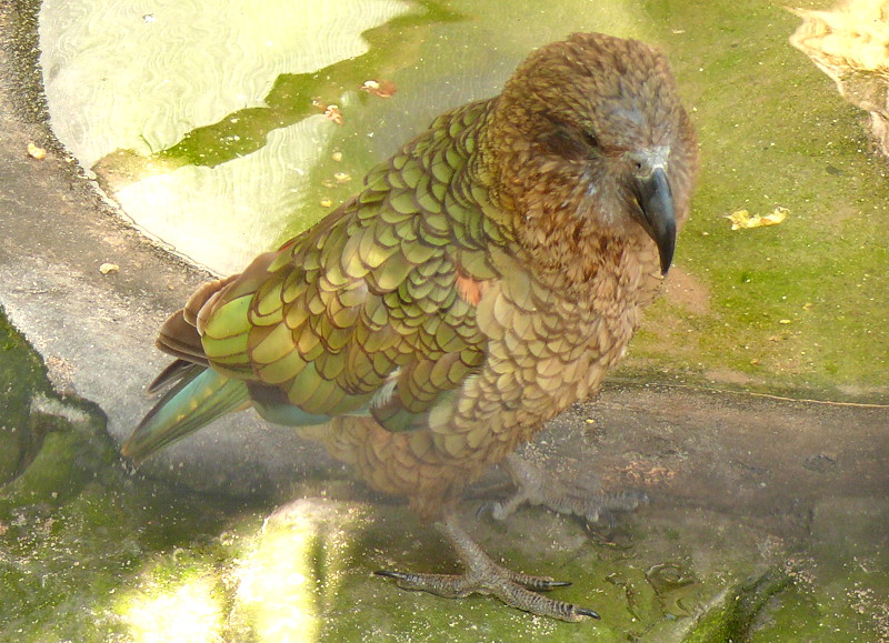 Kea am 17.05.2009 in Wilhelma/Stuttgart (durch enges Gitter ca. 8x8mm fotografiert)