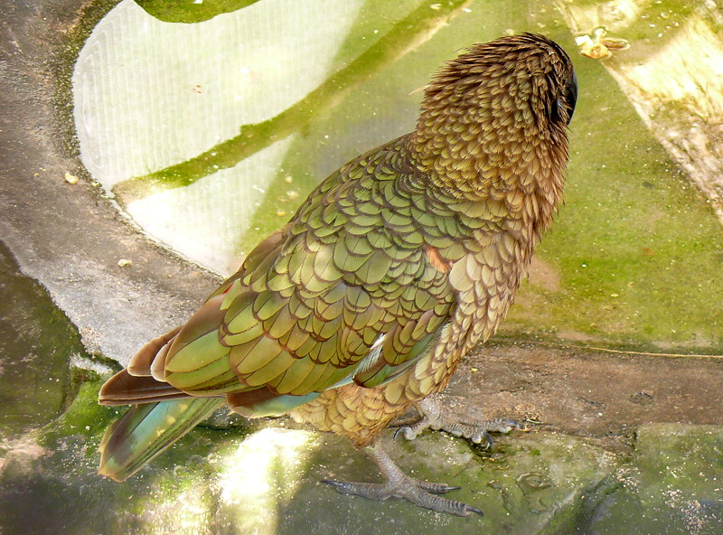 Kea am 17.05.2009 in Wilhelma/Stuttgart (durch enges Gitter ca. 8x8mm fotografiert)