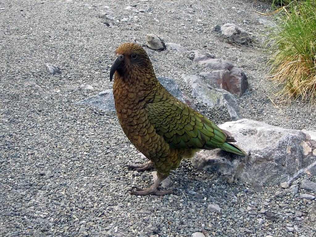 Kea, Milford Sound Highway - New Zealand 26.11.2004