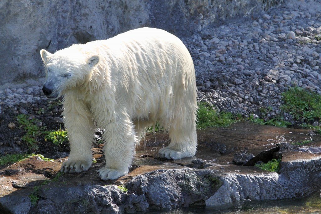 Kein  begossener Pudel , sondern ein begossener Eisbr. Zoo Sauvage de Saint-Flicien,QC am 18.9.2010.