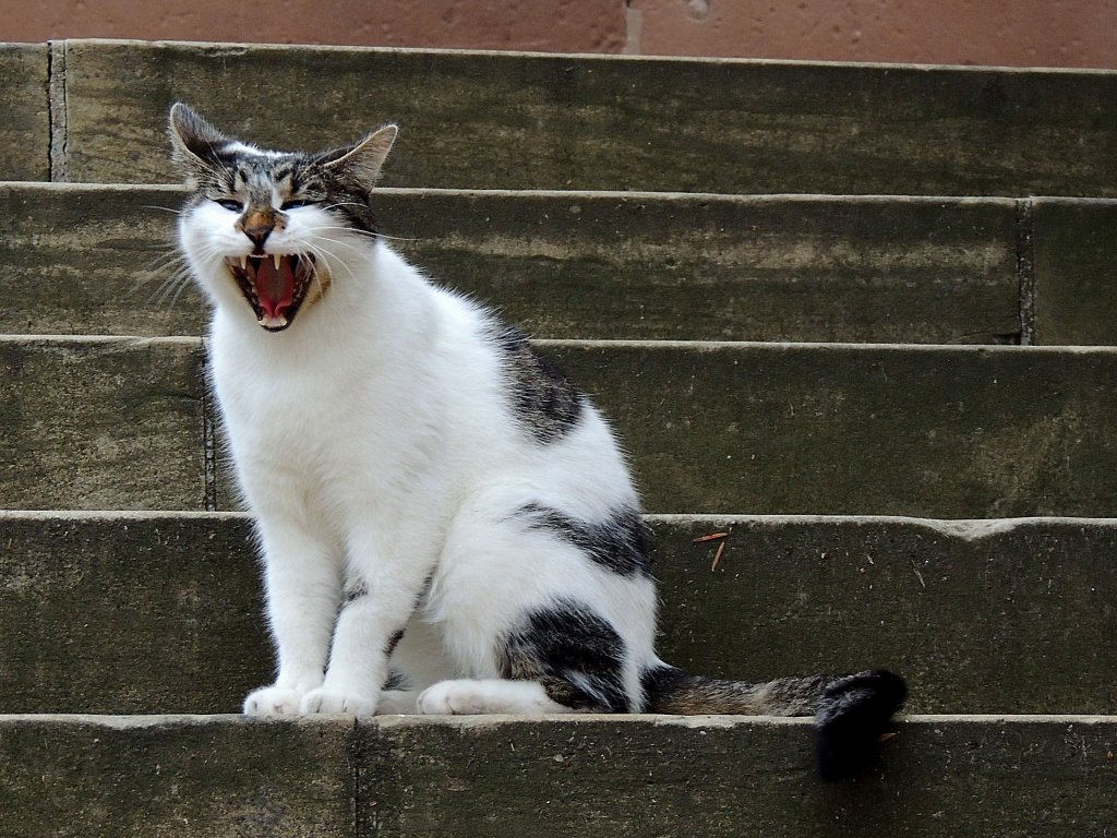 Keinen Schritt weiter! Katze verteidigt ihr Revier; 120825