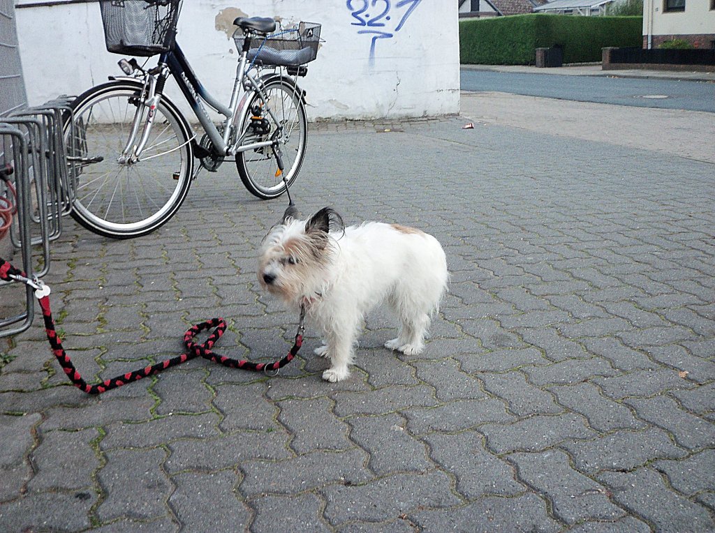 Keiner ser Hund, wartet am 09.10.2010 vorn NP-Markt in Lehrte auf sein Besitzer. 