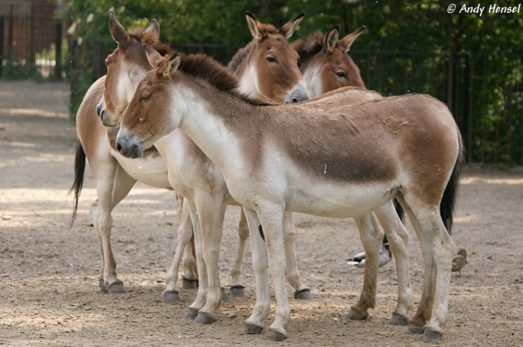 Kiang oder auch Tibet-Wildesel