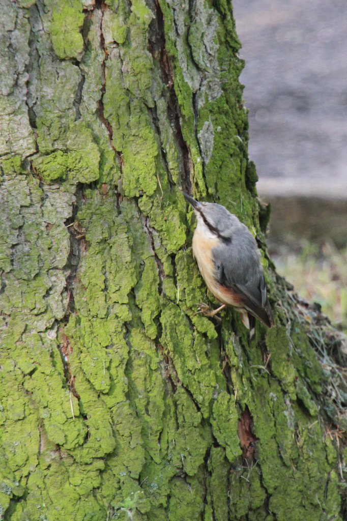 Kleiber (Sitta europaea) beim Klettern an einem Baum. Das Sulza am 26.6.2010.