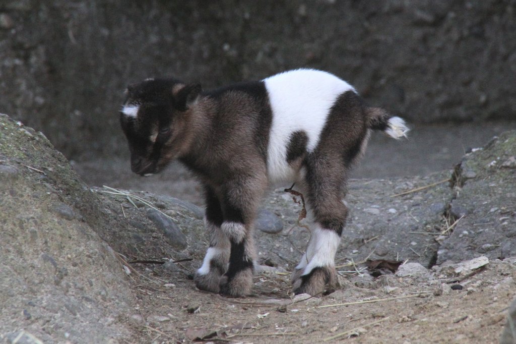 Kleine Afrikanische Zwergziege (Capra aegagrus f. hircus) am 19.3.2010 im Zoo Basel.