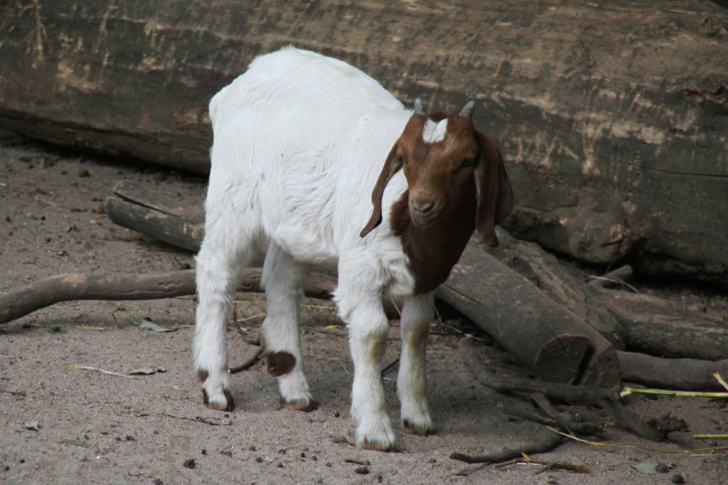 Kleine Burenziege am 26.6.2010 im Leipziger Zoo.