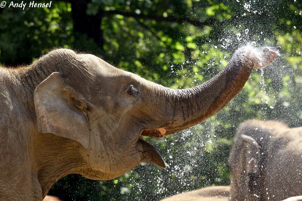 Kleine Erfrischung fr den asiatischen Elefanten