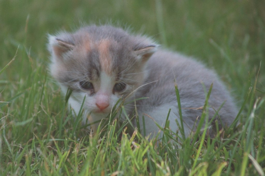 Kleine Hauskatze im Juli 1993 in Kaltennordheim.