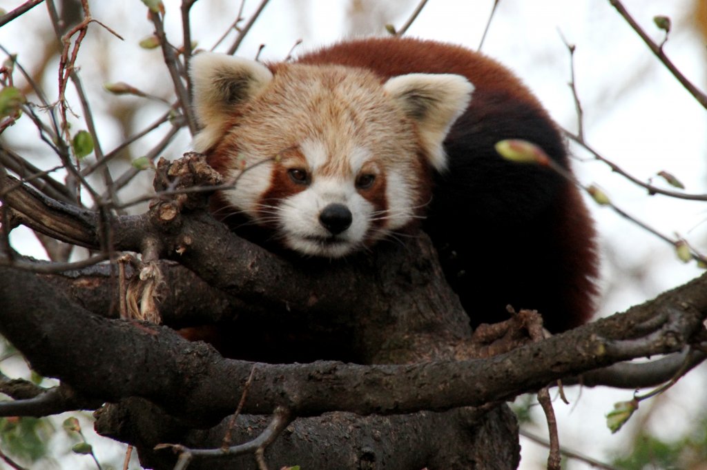 Kleine Panda (Ailurus fulgens) am 18.4.2010 im Tierpark Berlin.