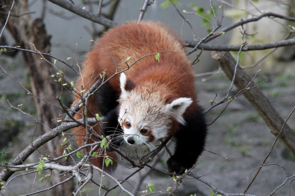 Kleine Panda (Ailurus fulgens) am 18.4.2010 im Tierpark Berlin.