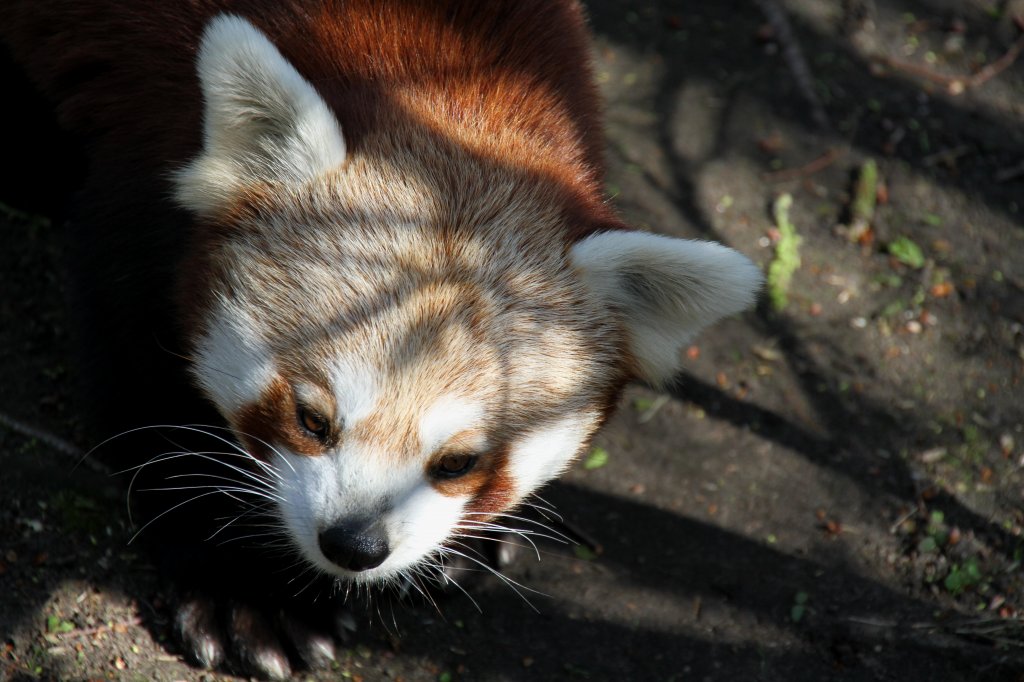 Kleine Panda (Ailurus fulgens) am 18.4.2010 im Tierpark Berlin.