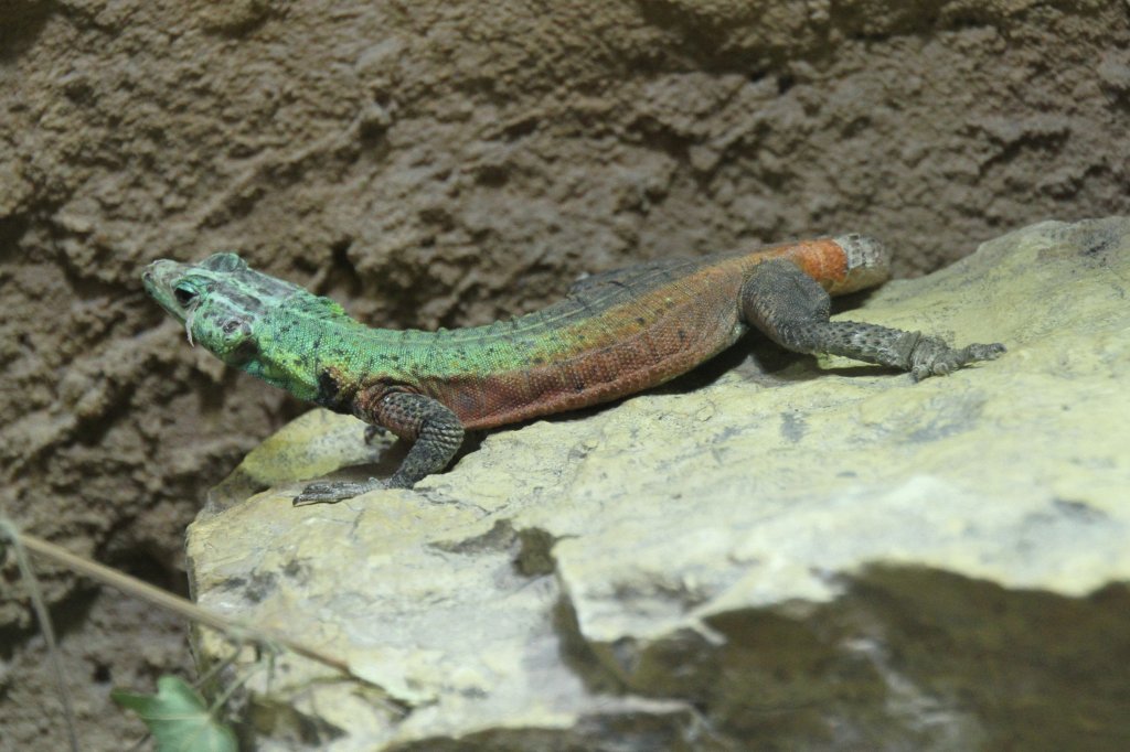 Kleine Plattgrtelechse (Platysaurus guttatus) am 26.6.2010 im Leipziger Zoo.
 
