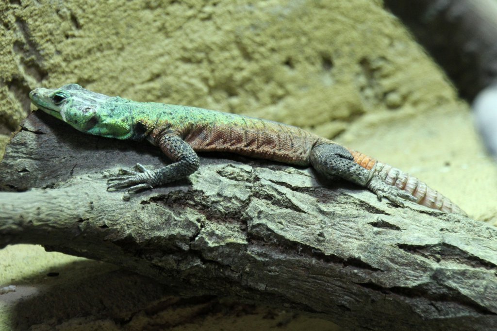 Kleine Plattgrtelechse (Platysaurus guttatus) am 26.6.2010 im Leipziger Zoo.