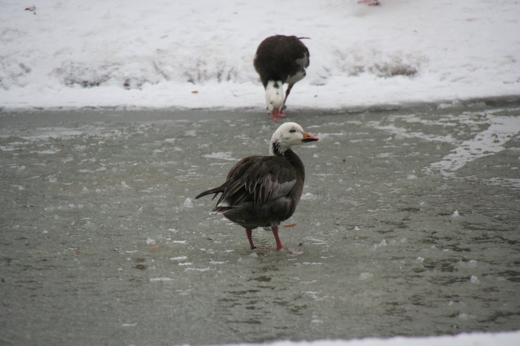 Kleine Schneegans (Anser caerulescens caerulescens) im Eis am 9.1.2010 im Tierpark Berlin.