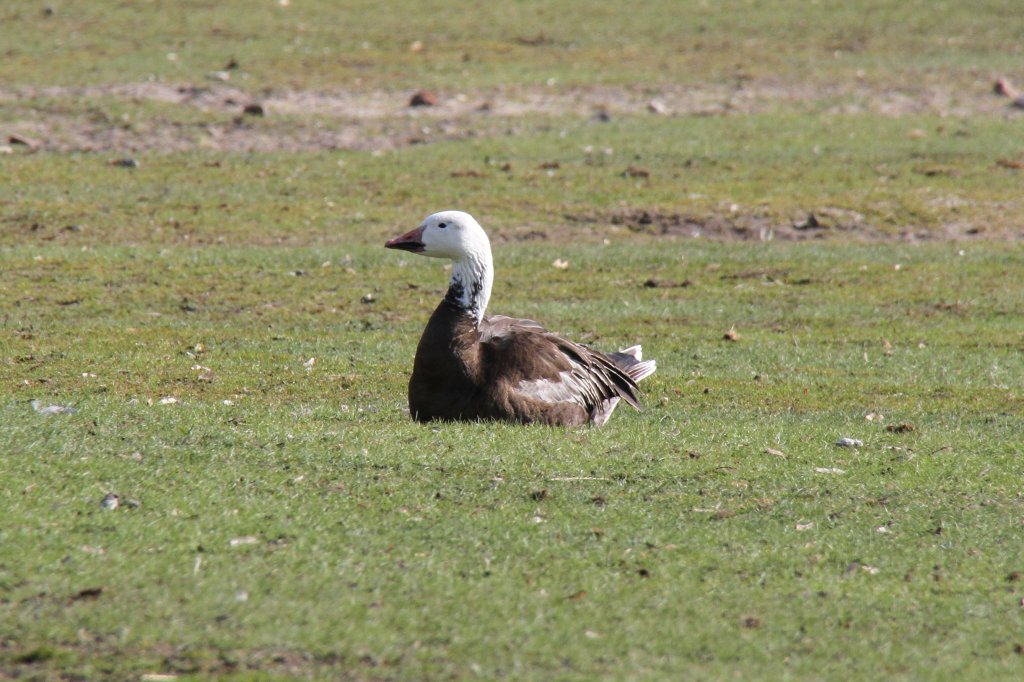 Kleine Schneegans (Anser caerulescens caerulescens) im Tierpark Berlin.