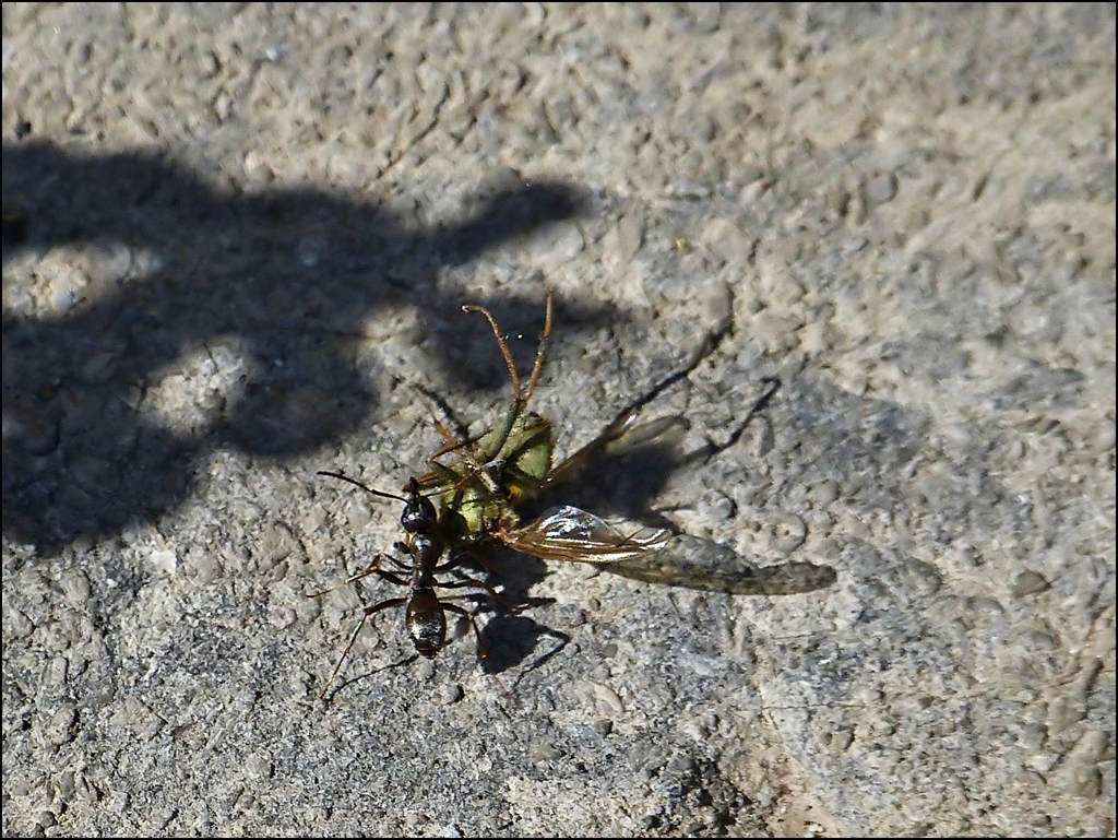 Kleine starke schwarze Wegameise beim Versuch eine tote Fliege zum Ameisenhaufen zu schleppen. 24.04.2013 (Jeanny)  