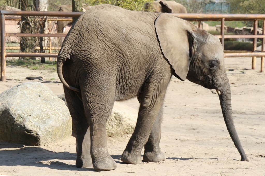 Kleiner Afrikanischer Elefant im Tierpark Berlin.