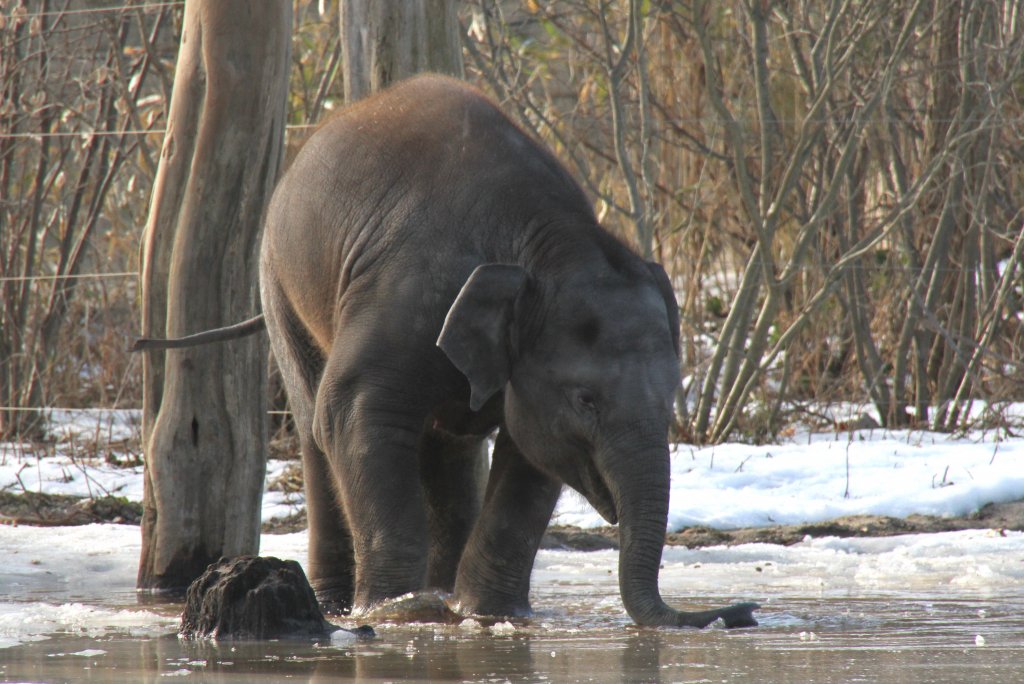 Kleiner Asiatischer Elefant beim Spielen an einer Eispftze. Zoo Berlin am 25.2.2010.