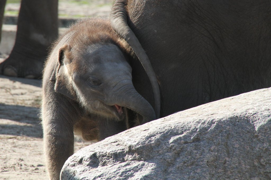 Kleiner Asiatischer Elefant beim Spielen. Tierpark Berlin am 17.4.2010.