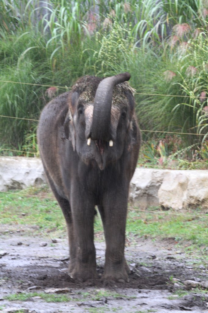 Kleiner Elefant im Regen. 2.10.2010 in der African Lion Safari in Cambridge,Ont.