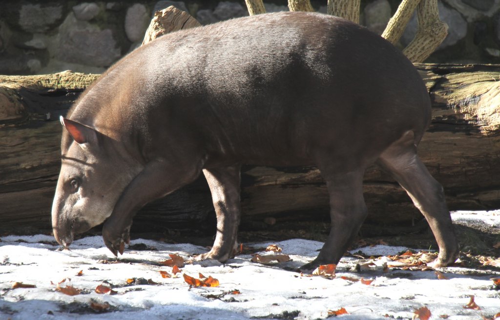 Kleiner Flachlandtapir (Tapirus terrestris) beim spazieren im Schnee. Zoo Berlin am 25.2.2010.