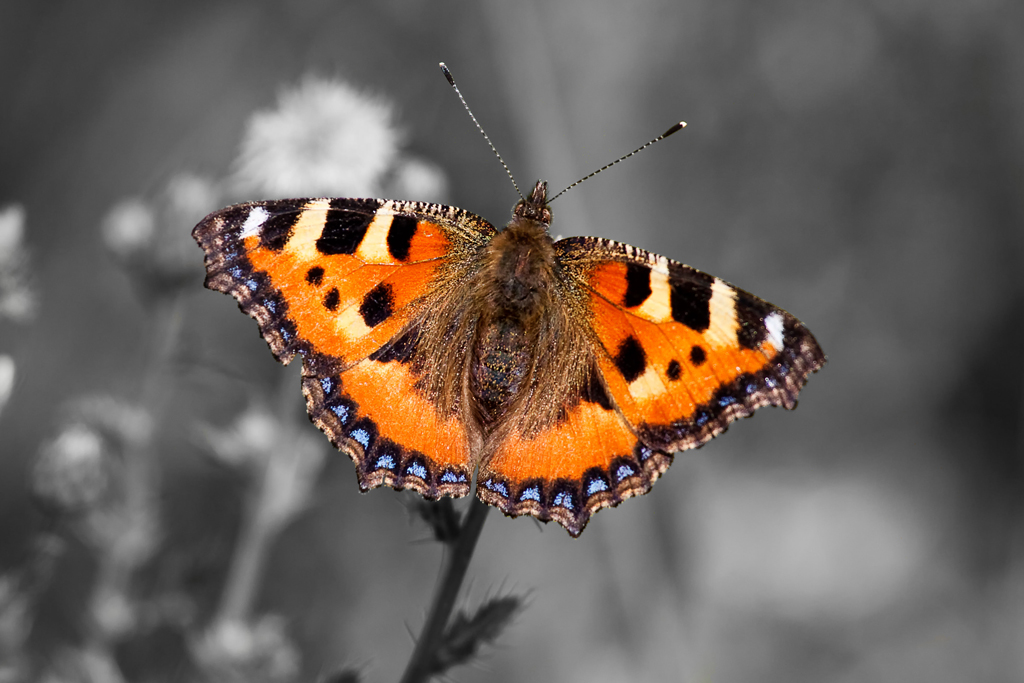 Kleiner Fuchs - 26.07.2010