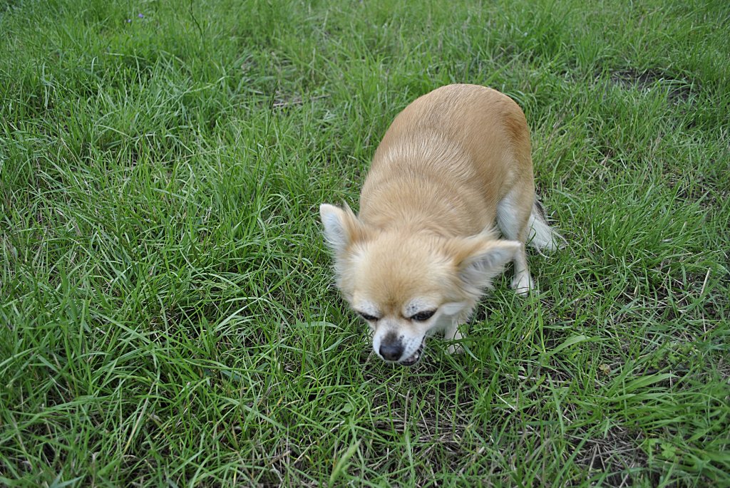 Kleiner Hund auf einer Wiese am Mittelandkanal in Hannover/Carbsen, am 4. Juli 2011