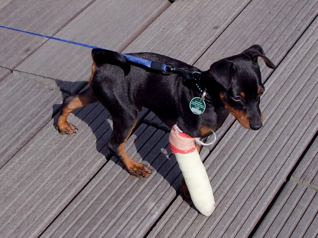 Kleiner Hund mit Gipsverband zieht mchtig an der Leine;090826