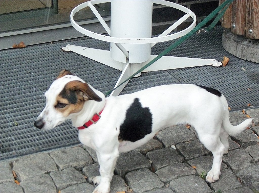 Kleiner Hund wartet brav auf sein Herrchen oder Frauchen. Foto vom 13.10.2010.