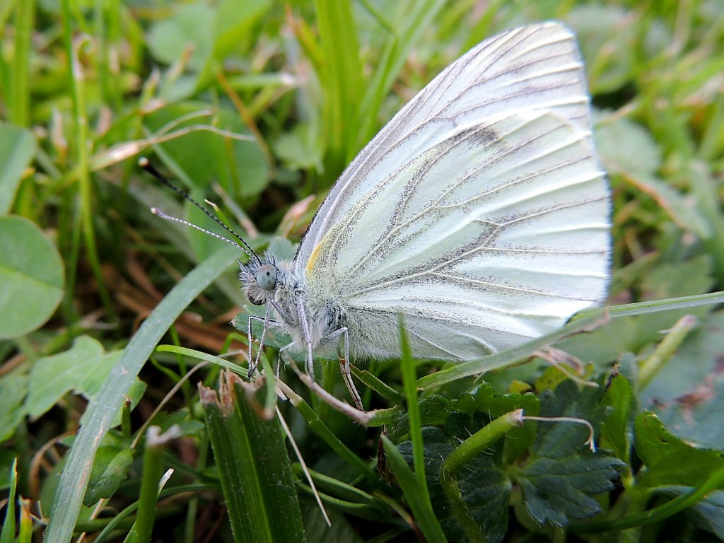 Kleiner Kohlweiling (Pieris rapae) bei einer kurzen Rast; 120731