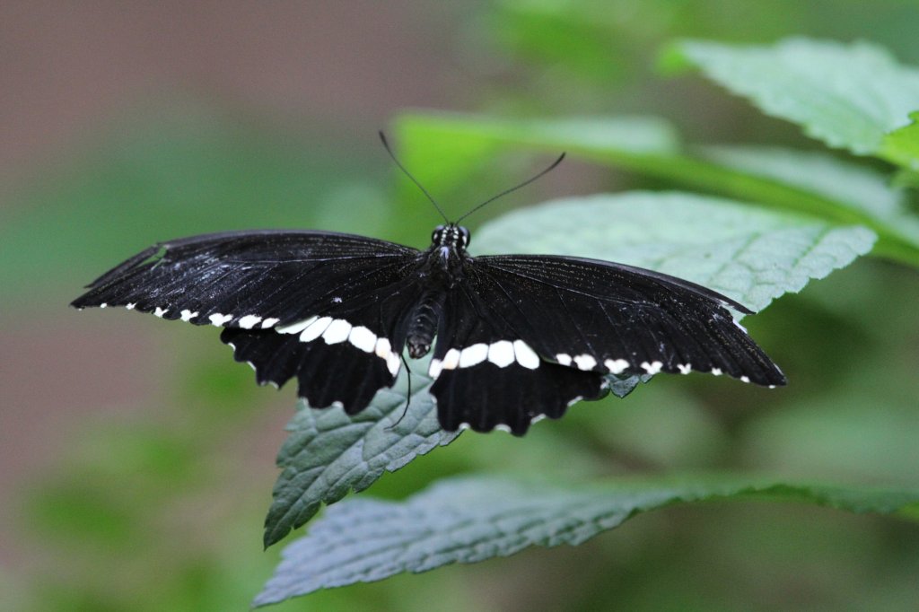 Kleiner Mormon (Papilio alphenor ledebouria) am 25.9.2010 im Toronto Zoo.