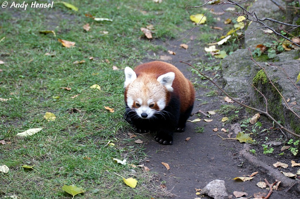 Kleiner Panda.