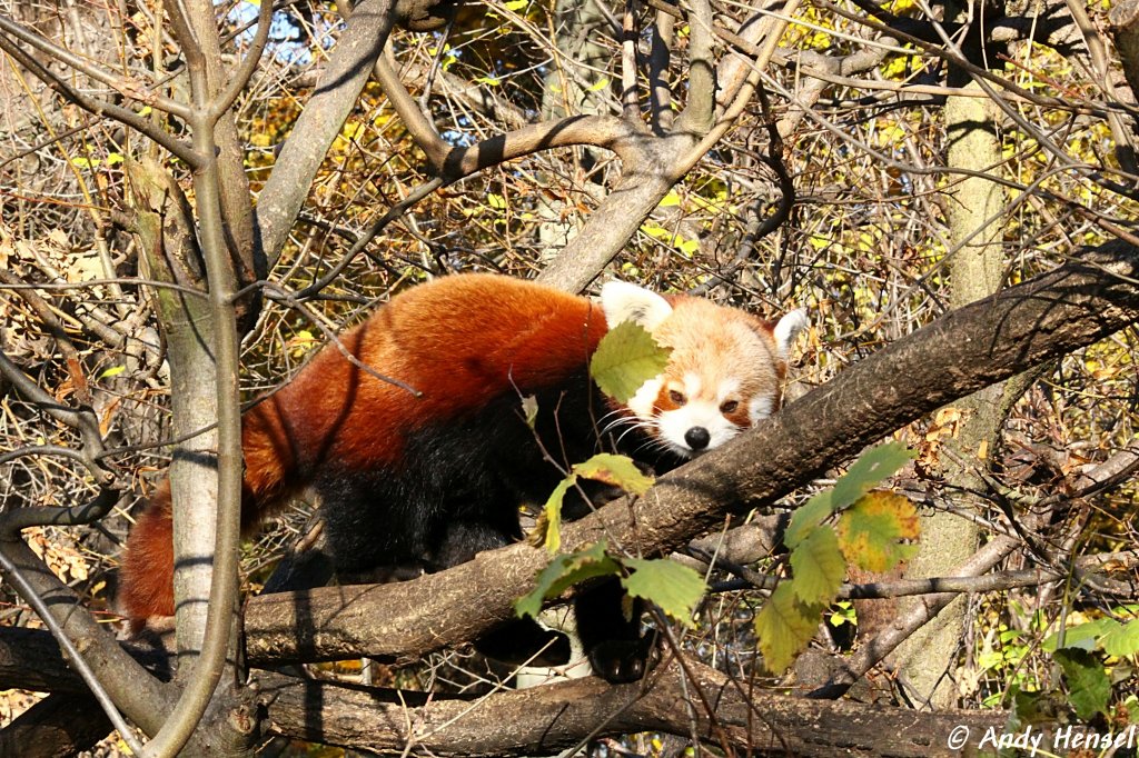 Kleiner Panda.