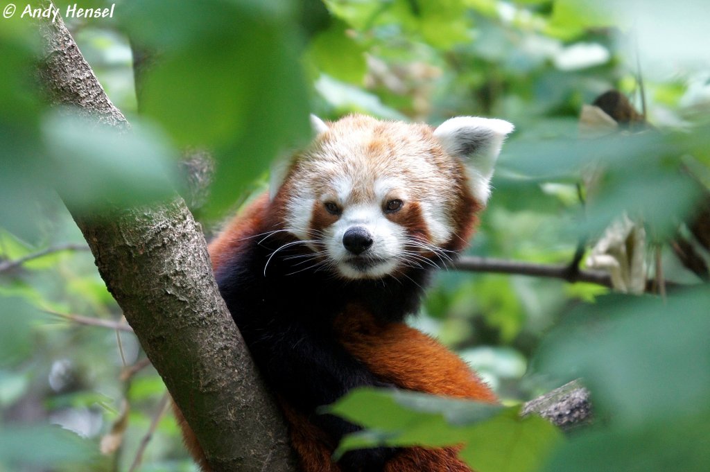 Kleiner Panda Tierfotos.eu