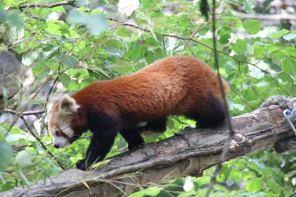 Kleiner Panda (Ailurus fulgens) am 26.6.2010 im Zoo Leipzig. 