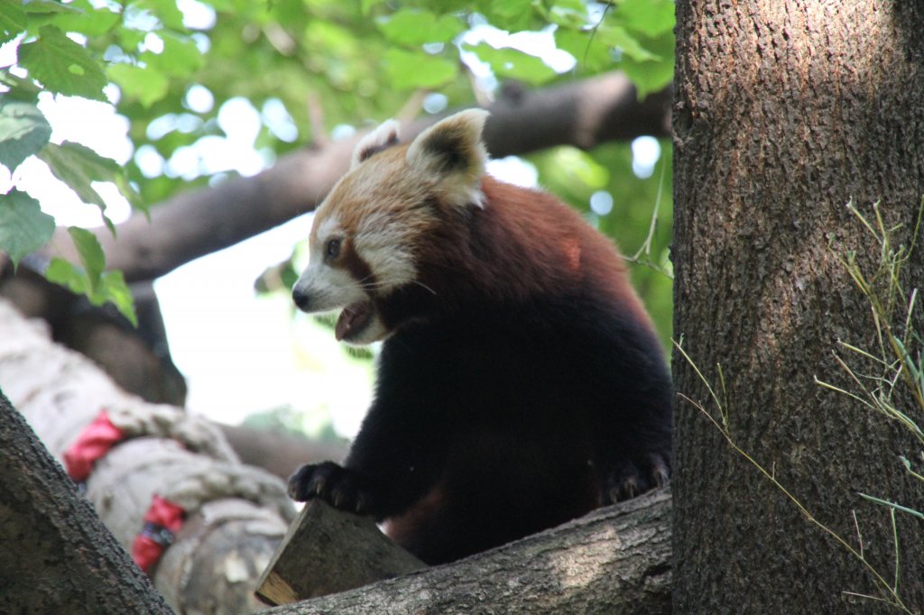 Kleiner Panda (Ailurus fulgens) am 26.6.2010 im Zoo Leipzig.
