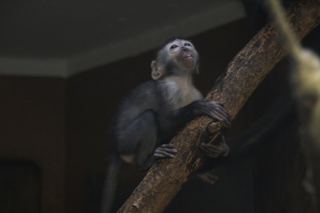 Kleiner Rotscheitel-Mangabe oder auch Rotschopfmangabe (Cercocebus torquatus) bei den ersten Kletterversuchen, oder will er die Mutter rgern, indem er ihr die Zunge herausstreckt. Zoo Karlsruhe am 9.2.2010.