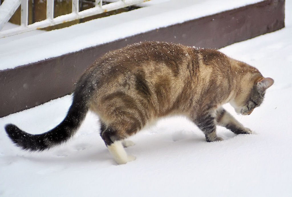 Kleiner  Schneetiger   auf der Jagd - 30.01.2010