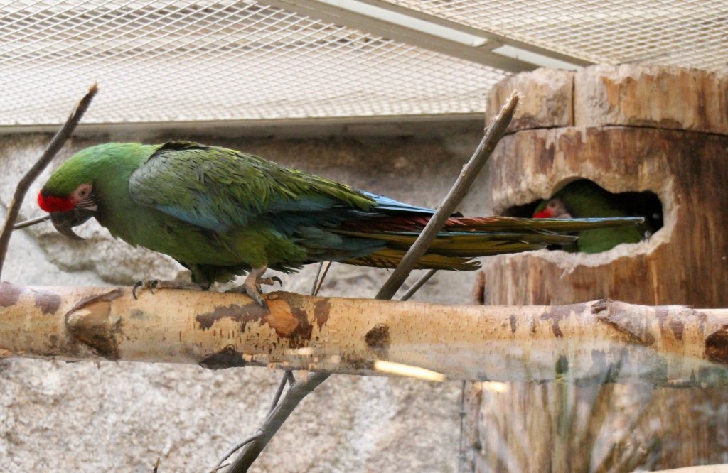 Kleiner Soldatenara (Ara militaris mexicana) am 25.2.2010 im Zoo Berlin.