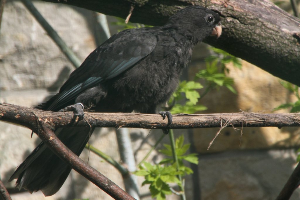 Kleiner Vasapapagei oder auch Rabenpapagei (Coracopsis nigra) im Tierpark Berlin.
	