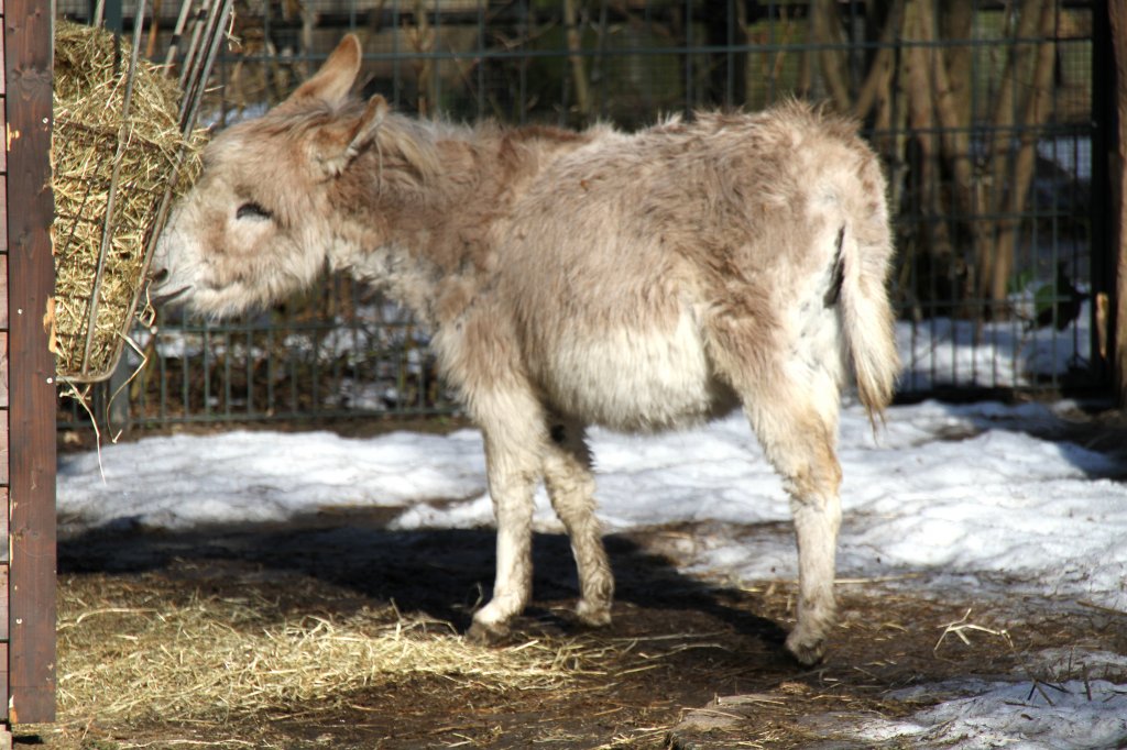 Kleiner Zwergesel (Equus africanus f. asinus) am 25.2.2010 im Zoo Berlin.