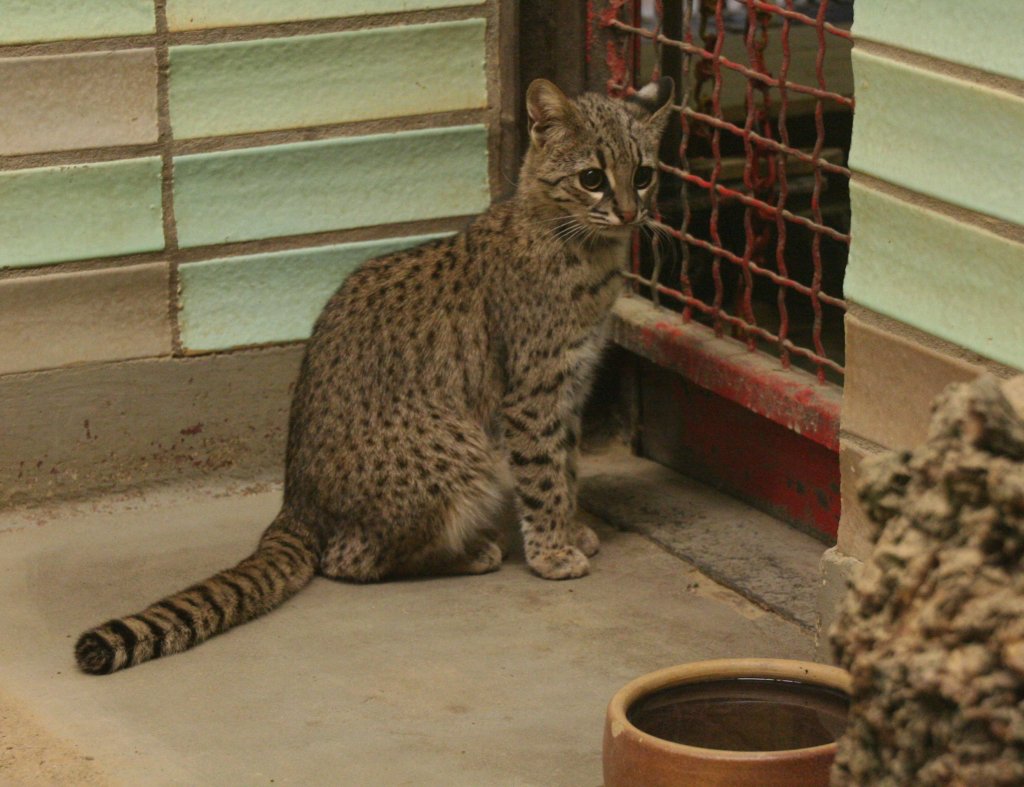 Kleinfleckkatze oder auch Salzkatze (Oncifelis geoffroyi) am 9.1.2010 im Tierpark Berlin.