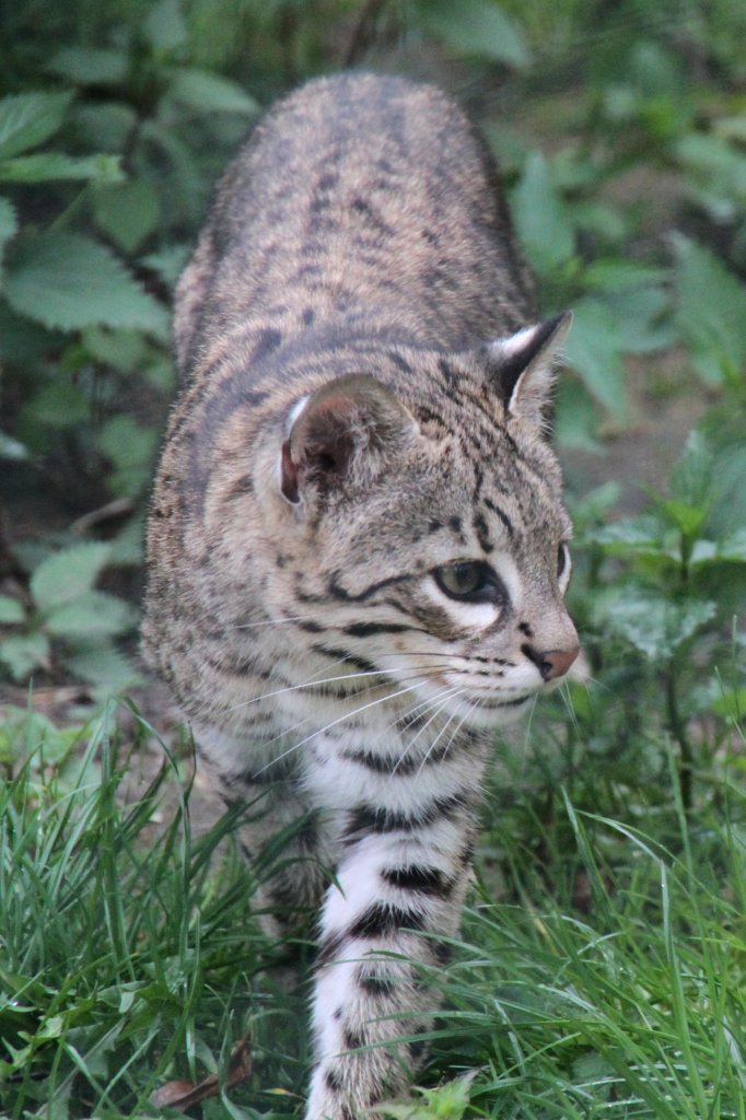 Kleinfleckkatze oder Geoffroy-Katze (Leopardus geoffroyi) am 1.5.2010 im Tierpark Bad Ksen. 