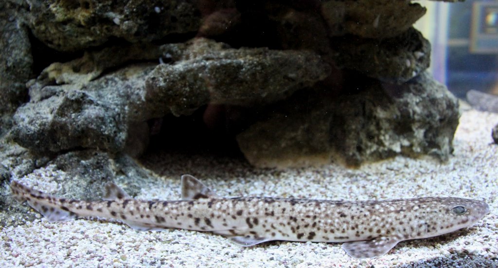 Kleingefleckte Katzenhai (Scyliorhinus canicula) am 9.2.2010 im Vivarium Karlsruhe.